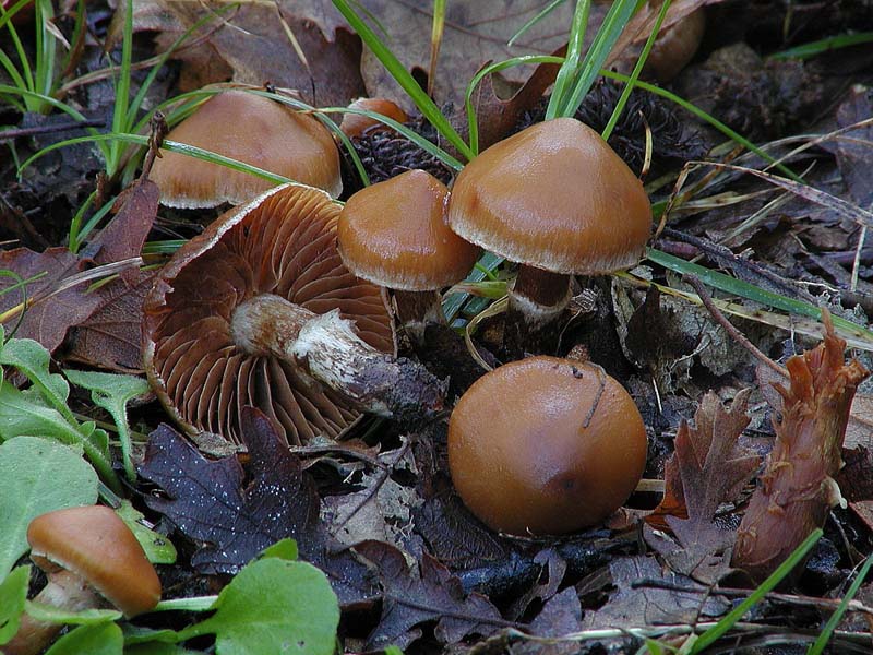 Cortinari nebrodensi (1� gruppo)